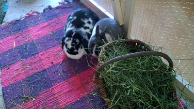 Dizzy und Sam
