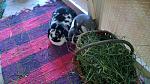 Dizzy und Sam