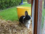 Knut R.I.P kleiner Engel
