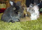 Pl�schninchen