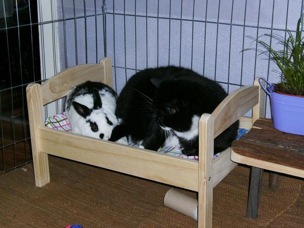 Das ewige Streitthema: Wem geh�rt das Bett - Kaninchen oder Katze?!
