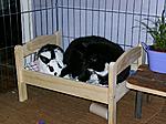 Das ewige Streitthema: Wem geh�rt das Bett - Kaninchen oder Katze?!