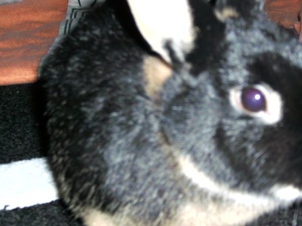 Hallo! Hallo? Is da wer?