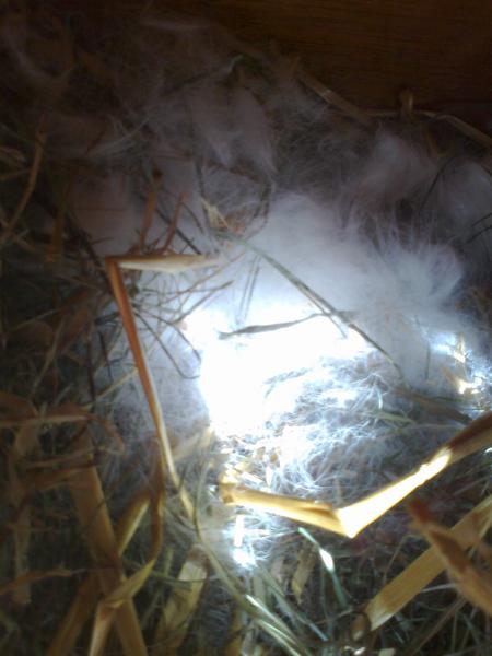 Das Nest