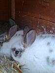 Angora und Babe