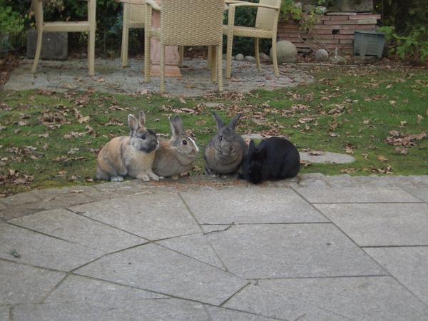 Von rechts nach links:
Cassy, Issy, Moni, Cookie