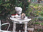 IMG00131 20101115 1632 
Wieder mal ein putziges Bild von Cookie