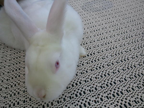 Harvey