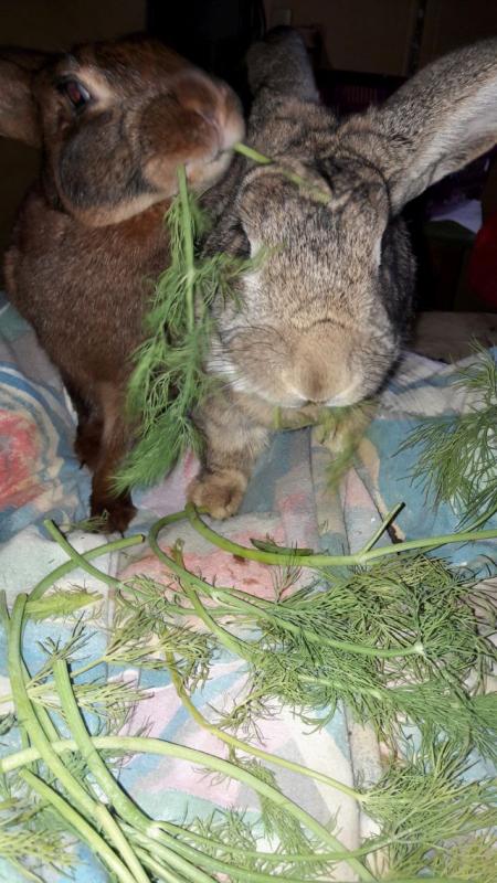 Luzian und der Dill