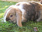 Max frisst Gras