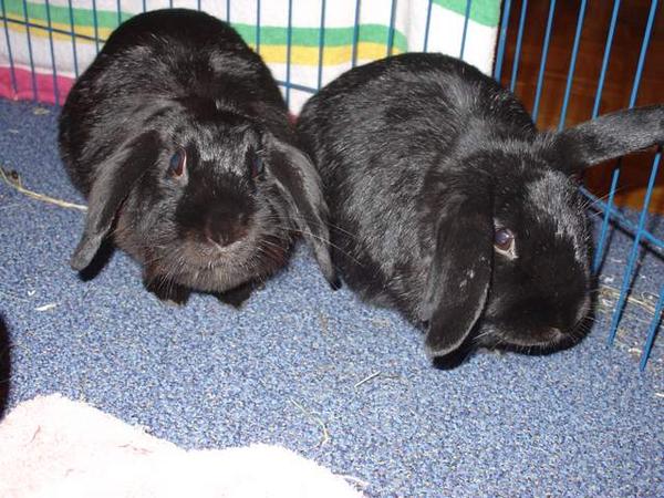 Betty und Bert