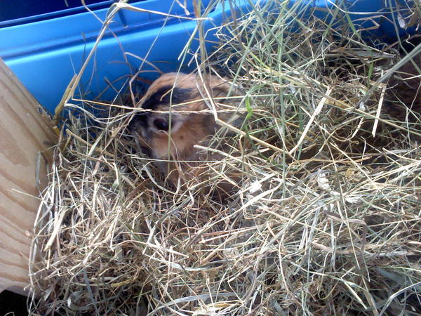 Im Heu verstecken macht auch Spa�!