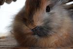 N�schen2