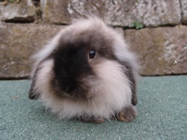 chocofluff 1