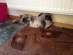 IMG 9255[1]