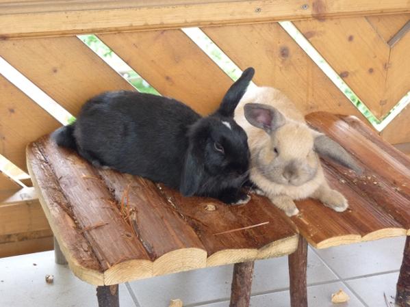 Bella und Joschi