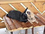 Bella und Joschi