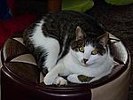Lenni