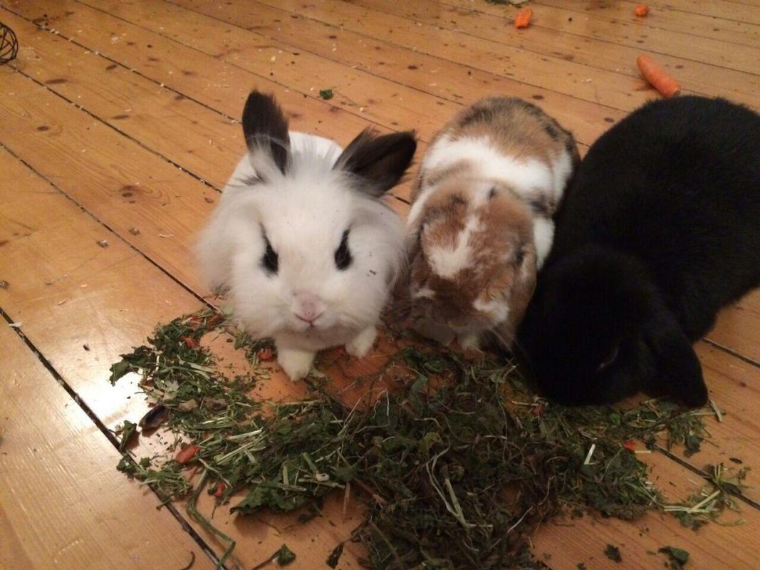 Jack, Vex und Loki beim Gr�nhopper-M�mmeln