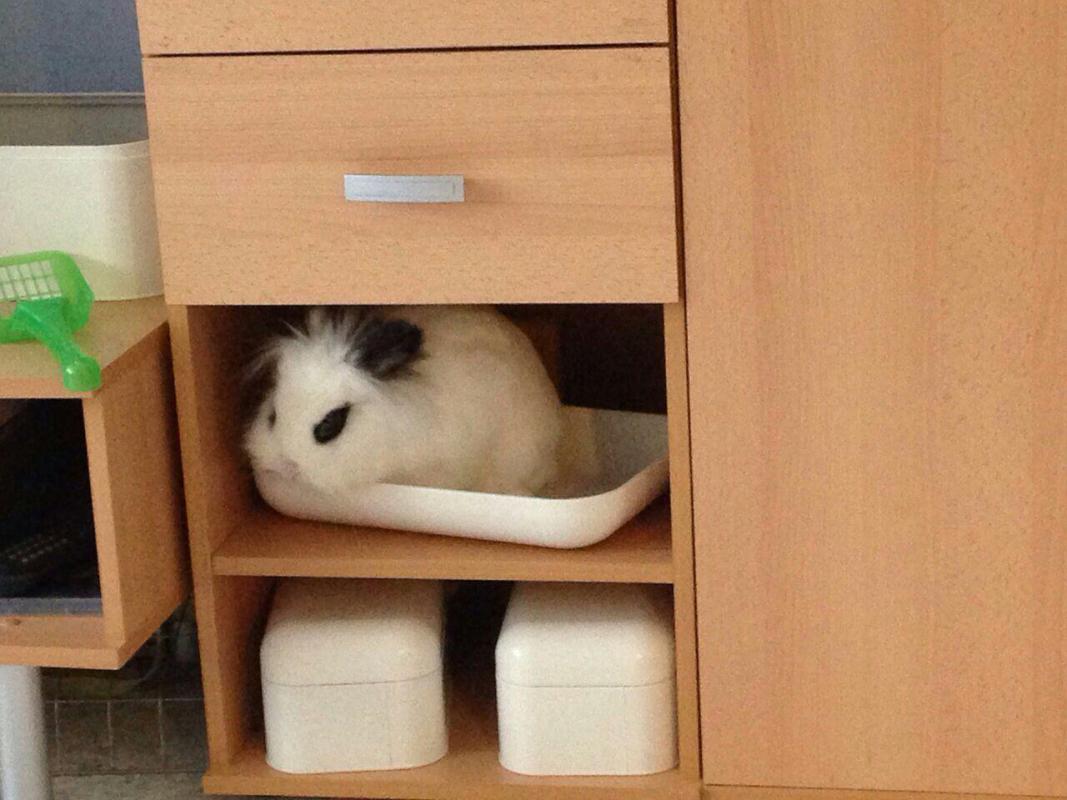 Jack hat ein neues Versteck gefunden :)