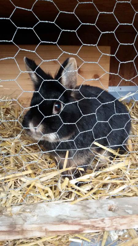 Susi🖤
Meine geliebte Maus und Schwester von Bonny...
Auch wenn du nie sonderlich zutraulich warst und dich nicht gerne streicheln hast lassen, habe ich eine ganz feste Verbindung zu dir gesp�rt! Ich durfte zusammen mit dir aufwachsen und sch�ne 10 Jahre mit dir verbringen bis der Krebs dich mir genommen hat! Ich hoffe, da wo du jetzt bist, hast du keine Schmerzen mehr! Gr�� die anderen von mir da oben! Ich habe euch alle sehr lieb!💔
17.04.2010 - ✞ 27.10.2020