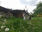 Carly💙 
Als Wilbur leider eingeschl�fert werden musste, hatte einfach die Nr. 4 in meiner 3er Gruppe gefehlt. Du warst zwar �berhaupt nicht geplant...