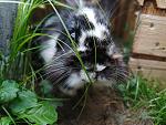 Carly💙 
Als Wilbur leider eingeschl�fert werden musste, hatte einfach die Nr. 4 in meiner 3er Gruppe gefehlt. Du warst zwar �berhaupt nicht geplant...