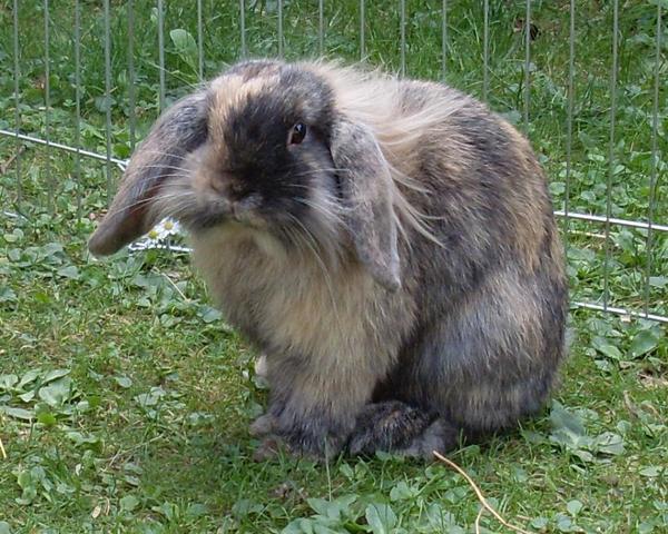 Bella von Liebenburg (weiblich)
geboren 2010