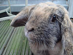 oskar