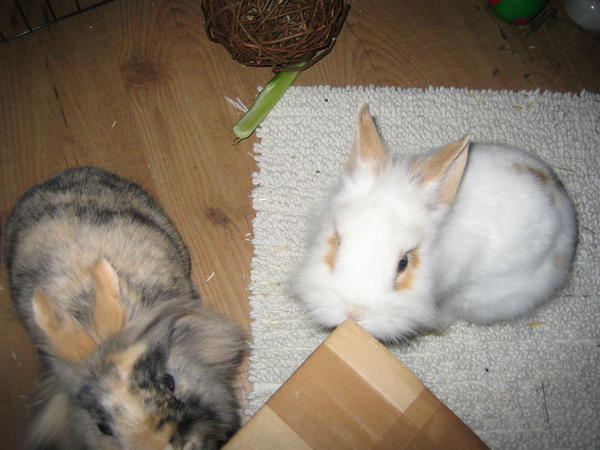 IMG 2548