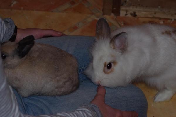 neues ninchen on bord