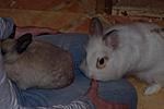 neues ninchen on bord