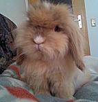 Willi