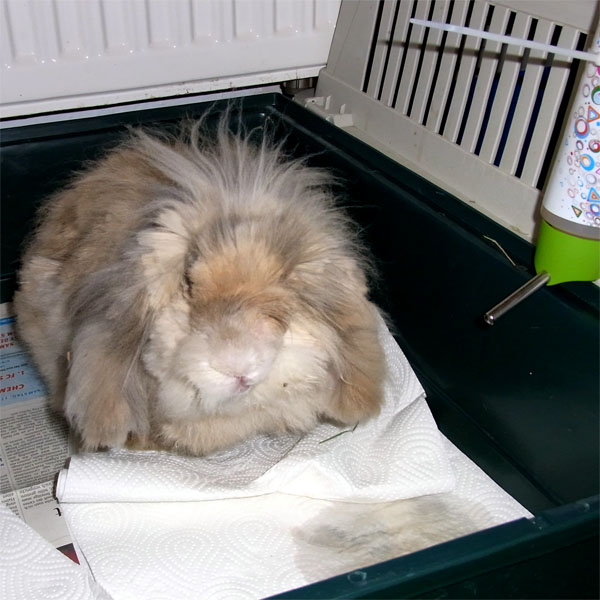Quarant�nestation