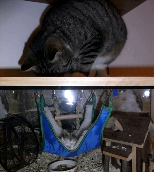 *RIP* Daisy (Dschungarischer Zwerghamster)