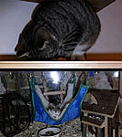 *RIP* Daisy (Dschungarischer Zwerghamster)