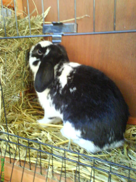 Klopfer 1
Lecker Heu.