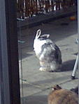 Mein Spike wie er sich in der Sonne putzt. 
Ich werde immer an dich denken