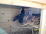 Lina Chucky kuscheln im Stall