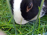 Sissi frisst Gras ^^