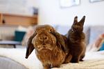 Benny und Lillie