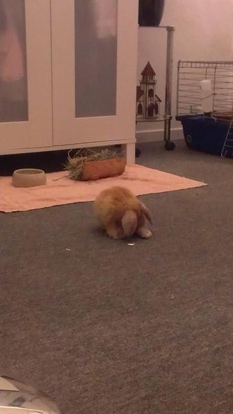 ich versteck mich..