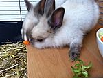 k IMG 0419