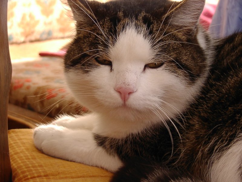 Micky