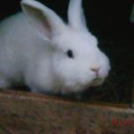 Meine Ninchen^^
