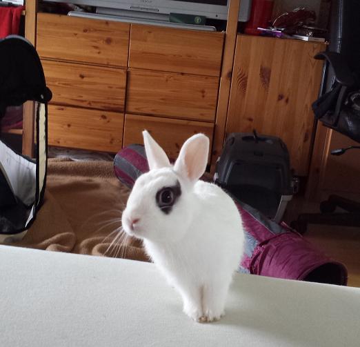 Bett Hasi <3