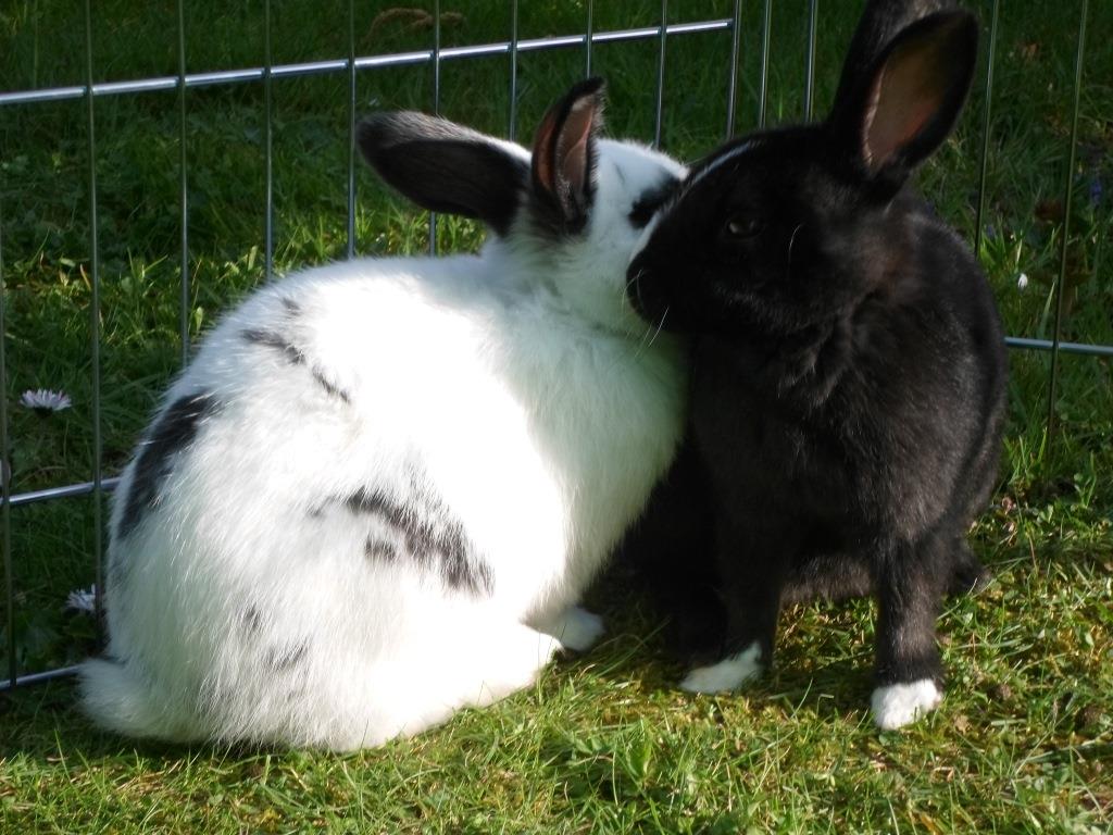 Kaninchen55