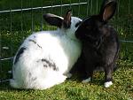 Kaninchen55