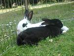 Kaninchen78