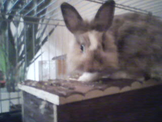 Joey